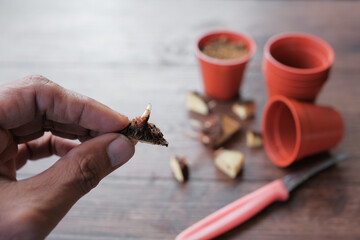 Caladium bicolor plant propagation by cutting rootstock..
