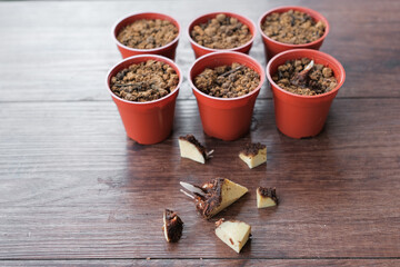 Caladium bicolor plant propagation by cutting rootstock..