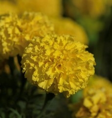 bunch of yellow chrysanthemum flowers in close up