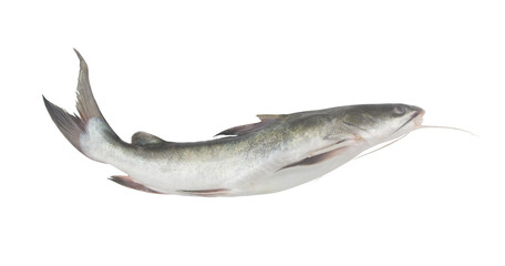 Fresh raw whole catfish isolated on white background	