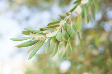 Olive tree with young fruits. High quality photo. Selective foot
