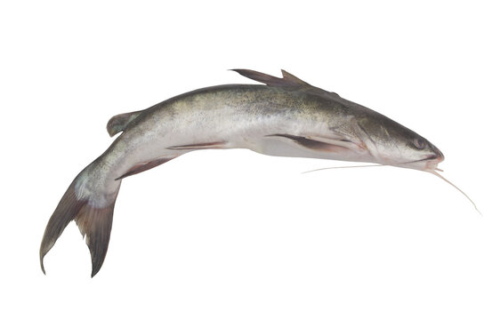 รูปภาพSheat-Fish – เลือกดูภาพถ่ายสต็อก เวกเตอร์ และวิดีโอ1,958 | Adobe ...