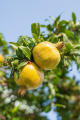 ripe pomegranate fruits grow on pomegranate tree in garden. 