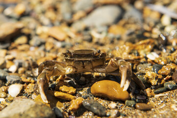 a sea crab stands on the rocks
