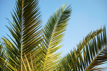 palm tree leaves against blue sky