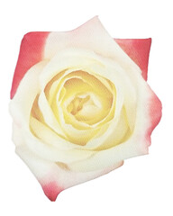 rose watercolor flower,watercolor rose isolated on white decor element png