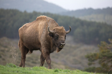 Obraz premium European bison (Bison bonasus), also known as the wisent is a ruminant bovid and one of the two species of extant bison