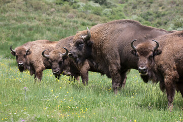 European bison (Bison bonasus), also known as the wisent is a ruminant bovid and one of the two species of extant bison