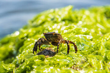 sea crab on green algae