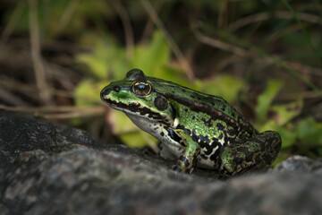 Side view of a beautiful green european frog sitting on a rock