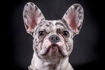 portrait of the white french bulldog dog