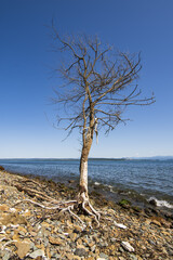 a dry tree on the seashore