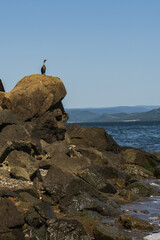 seabirds sit on rocks