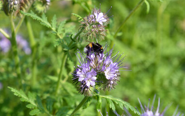 Hummel in der Schmetterlingswiese 