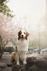 Portrait of the beautiful Aussie Australian Shepherd Dog on Spring with a cherry blossom 