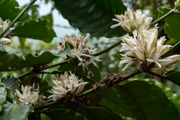 coffee flower at coffee farm