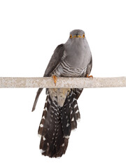 Cuckoo sits on a birch tree branch isolated on white background