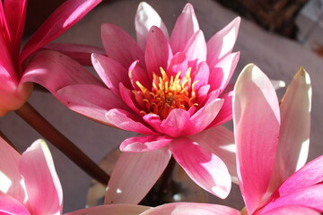 pink water lily