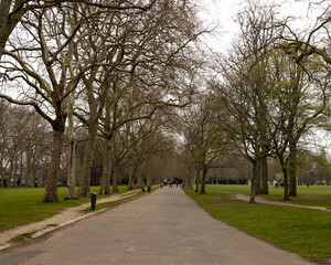 trees in the park during winter