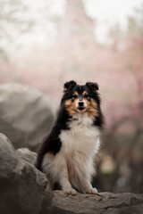 Naklejka na ściany i meble Portrait of the beautiful Shetland Sheepdog Sheltie Dog in Spring with a cherry blossom