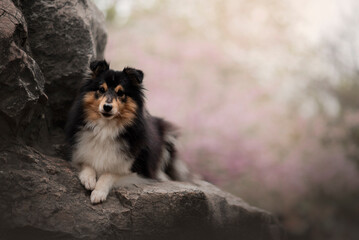 Portrait of the beautiful  Shetland Sheepdog Sheltie Dog in Spring with a cherry blossom