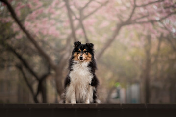 Portrait of the beautiful  Shetland Sheepdog Sheltie Dog in Spring with a cherry blossom