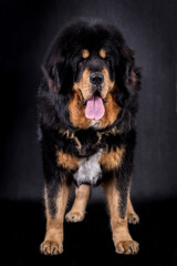 portrait of the black Tibetan Mastiff Dog