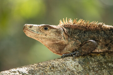 Iguane