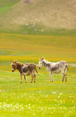 Donkey grazing on a green meadow. Herd of donkeys in the pasture, hardy animals in agriculture. Livestock in the mountains.