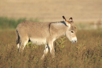 Gray Baby donkey on the pasture