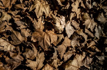 Fallen leaves of a tree in fall