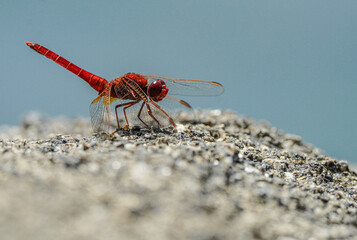 Dragonfly perched on a rock