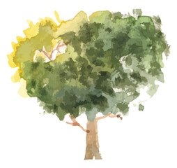 hand drawn tree watercolor illustration on white background.