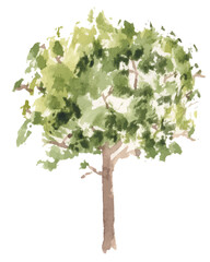 hand drawn tree watercolor illustration on white background.