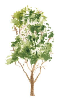 hand drawn tree watercolor illustration on white background.