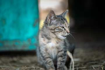 Obraz premium Wild cat on the farm. There is artistic noise.