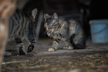Wild cat on the farm. There is artistic noise.