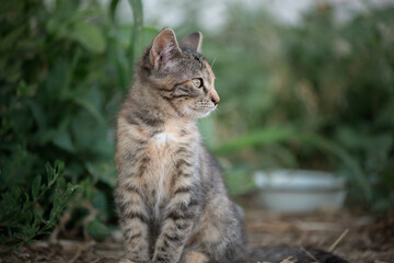 Wild cat on the farm. There is artistic noise.