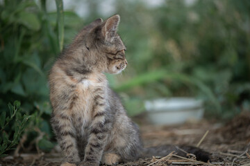 Wild cat on the farm. There is artistic noise.