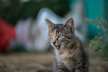 Wild cat on the farm. There is artistic noise.