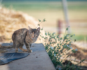 Wild cat on the farm. There is artistic noise.