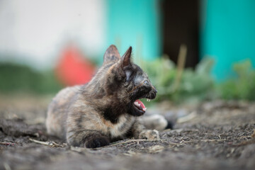 Wild cat on the farm. There is artistic noise.