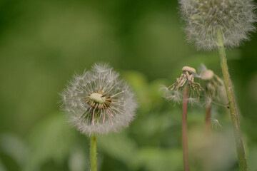 Taraxacum officinale as a dandelion or common dandelion commonly known as dandelion. This time in the form of a blower 