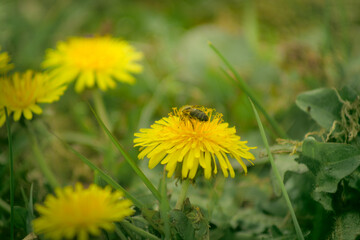 Bee and Taraxacum officinale as dandelion or common dandelion. Polish name "mniszek lekarski"  "mniszek pospolity" or colloquially "mlecz"