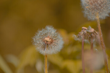 Taraxacum officinale as a dandelion or common dandelion commonly known as dandelion. This time in the form of a blower 