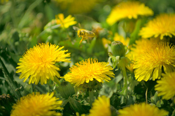 Bee and Taraxacum officinale as dandelion or common dandelion. Polish name 