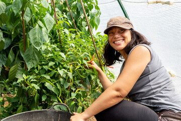 happy latin businesswoman checking peppers on her ecologic plantation greenhouse. frelancer...