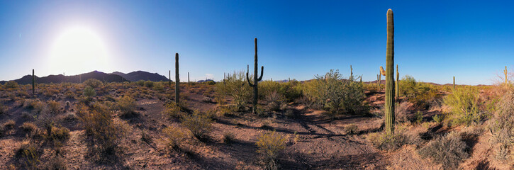 Saguara Desert Panorama View
