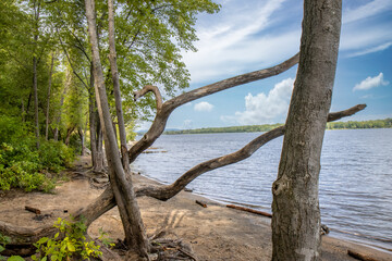 Trees and deadwood along a sandy river beach, daytime, nobody