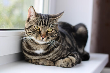 A tabby cat with bright eyes looks into the camera while sitting by the window